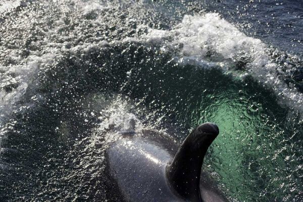 Alaska, Tenakee Springs Orca whale diving